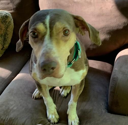 Enlarge Patsy, a Adoptable mixed breed in Jasper, GA image 3/3