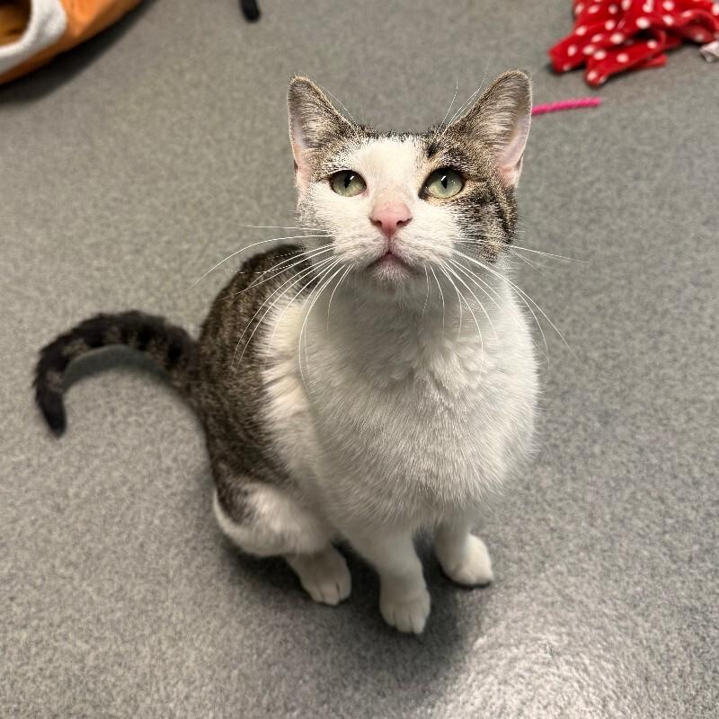 Amoeba, a Adoptable Domestic Short Hair in Westminster, CO image 1/6