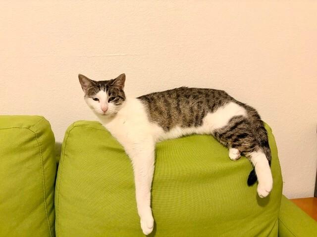 Amoeba, a Adoptable Domestic Short Hair in Westminster, CO image 2/6