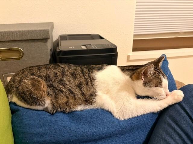 Amoeba, a Adoptable Domestic Short Hair in Westminster, CO image 3/6