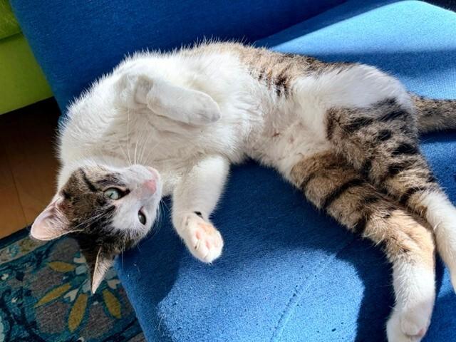 Amoeba, a Adoptable Domestic Short Hair in Westminster, CO image 4/6