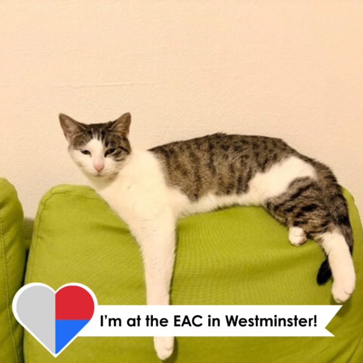 Amoeba, a Adoptable Domestic Short Hair in Westminster, CO image 5/6