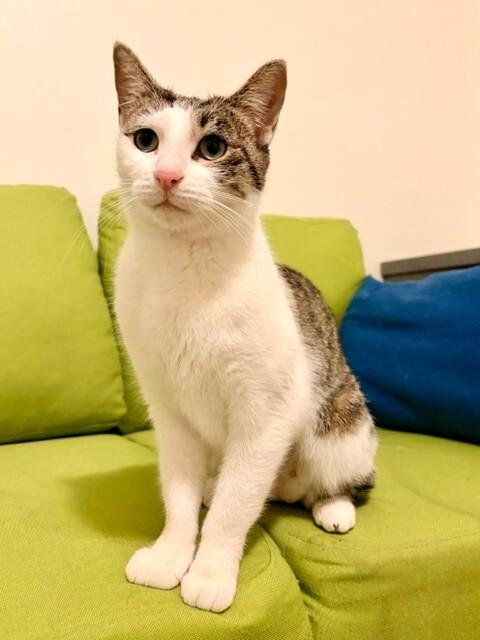 Amoeba, a Adoptable Domestic Short Hair in Westminster, CO image 6/6