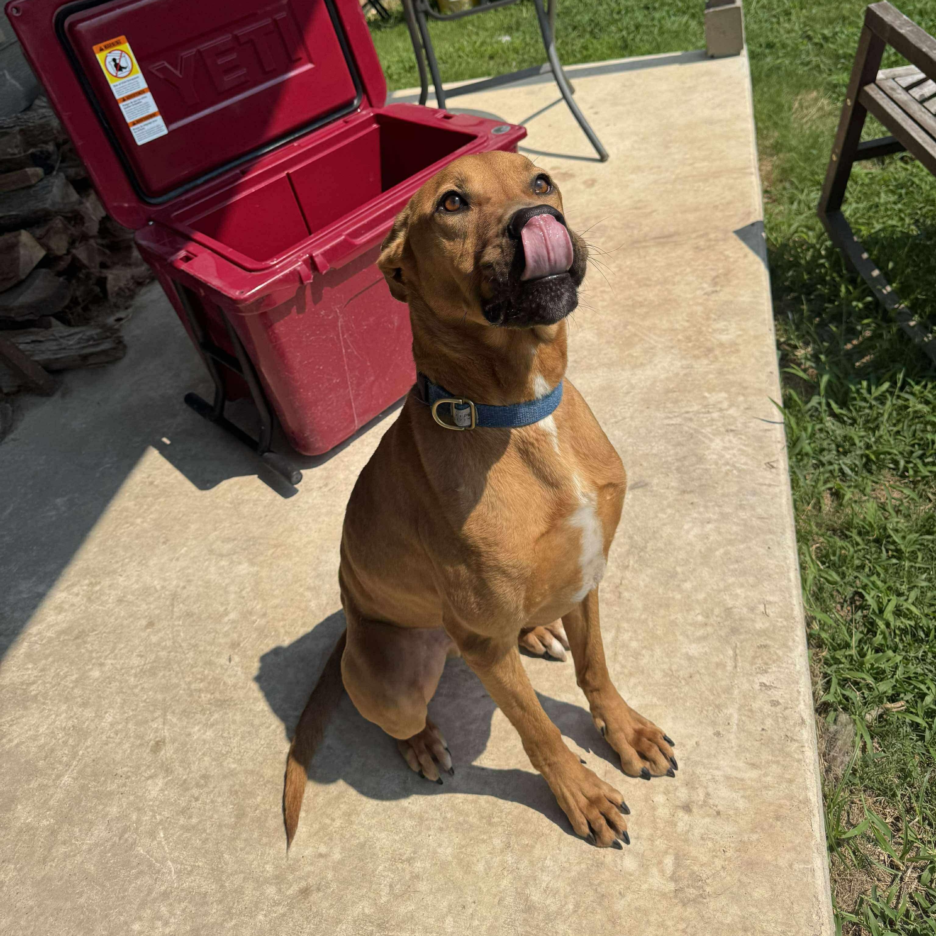 Enlarge Cooper, a Adoptable mixed breed in Paramus, NJ image 6/6