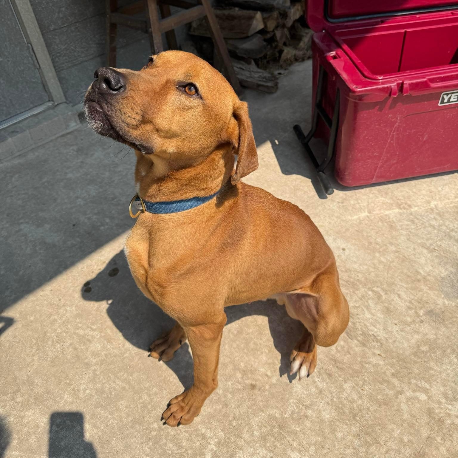 Enlarge Cooper, a Adoptable mixed breed in Paramus, NJ image 3/6