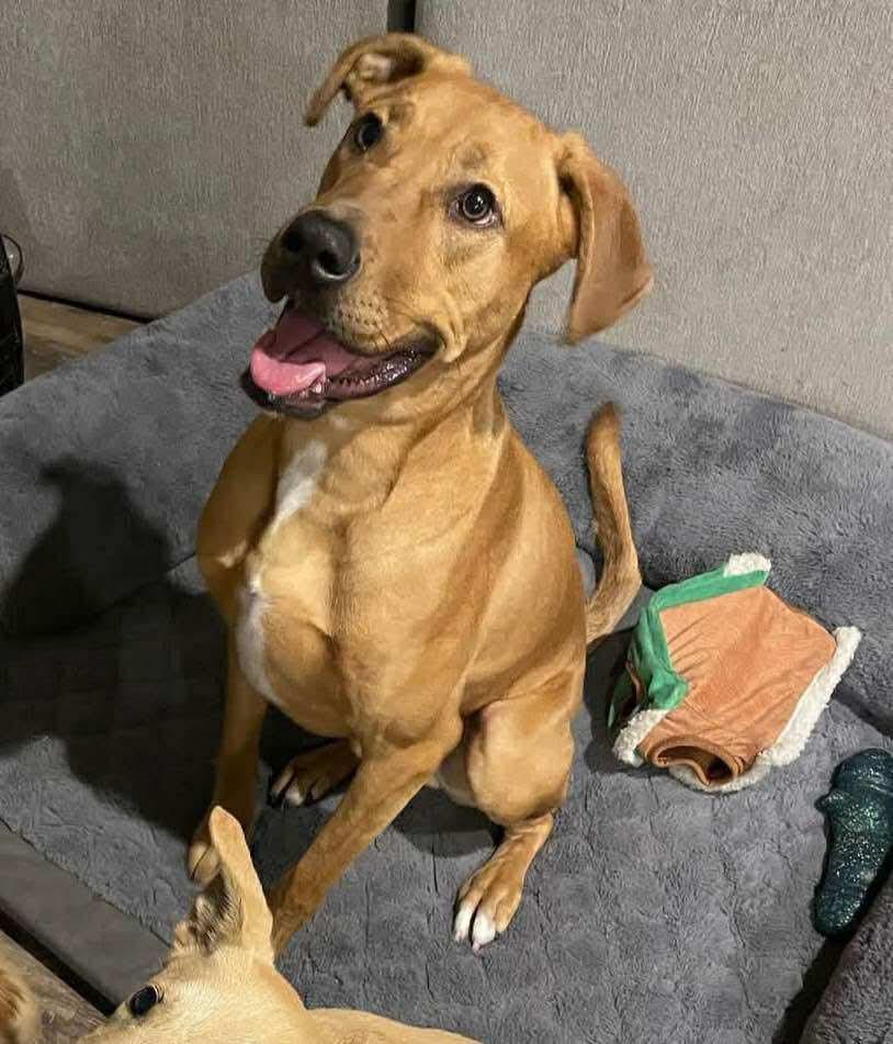 Enlarge Cooper, a Adoptable mixed breed in Paramus, NJ image 1/6