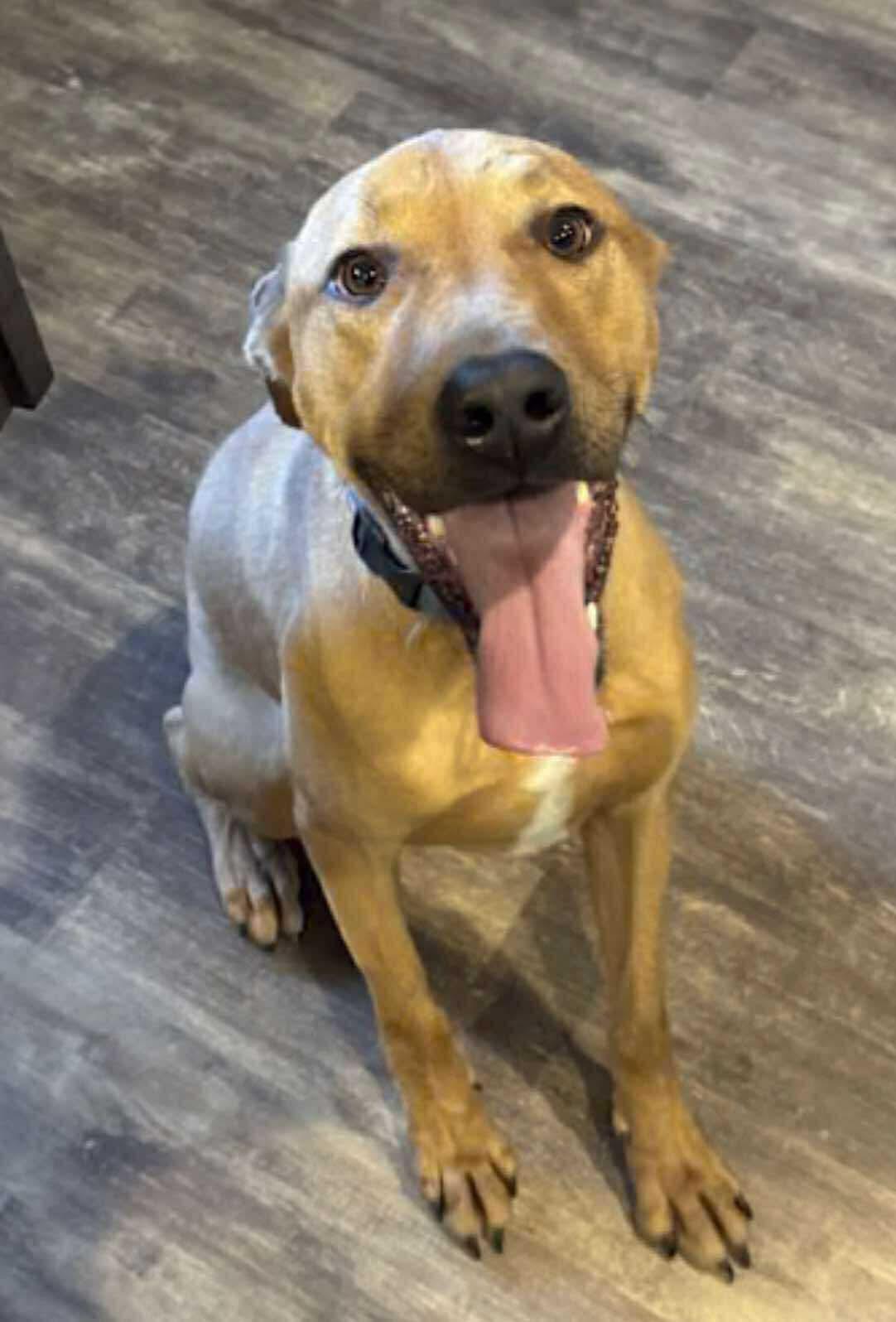 Enlarge Cooper, a Adoptable mixed breed in Paramus, NJ image 5/6