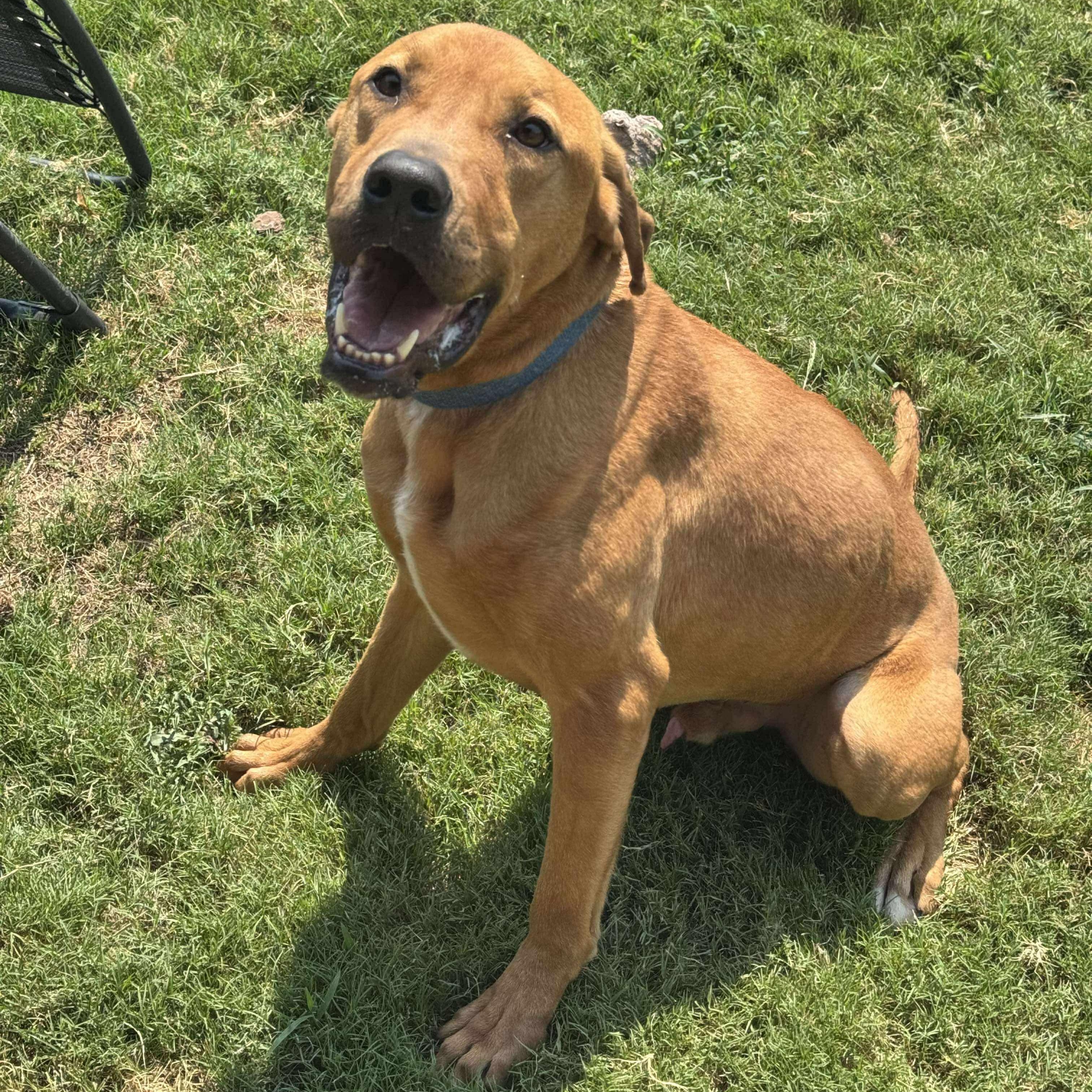 Enlarge Cooper, a Adoptable mixed breed in Paramus, NJ image 4/6