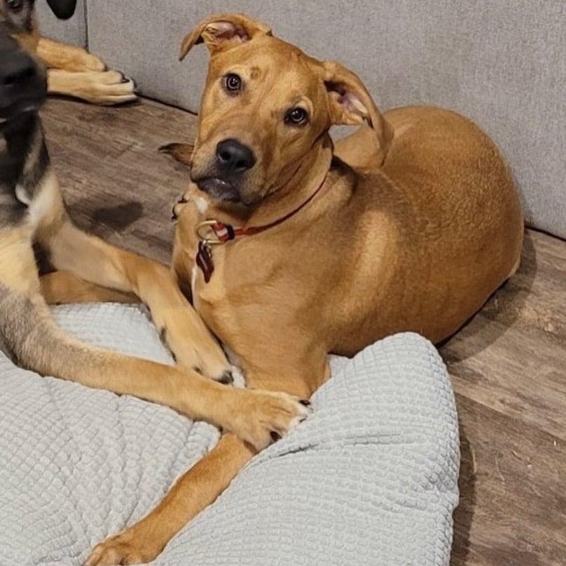 Enlarge Cooper, a Adoptable mixed breed in Paramus, NJ image 2/6