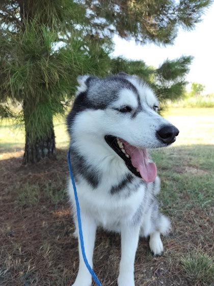 Bluebonnet, Adoptable, Adult Female Siberian Husky & Mixed Breed.