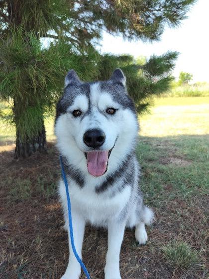 Enlarge Bluebonnet, a Adoptable mixed breed in Irving, TX image 2/2