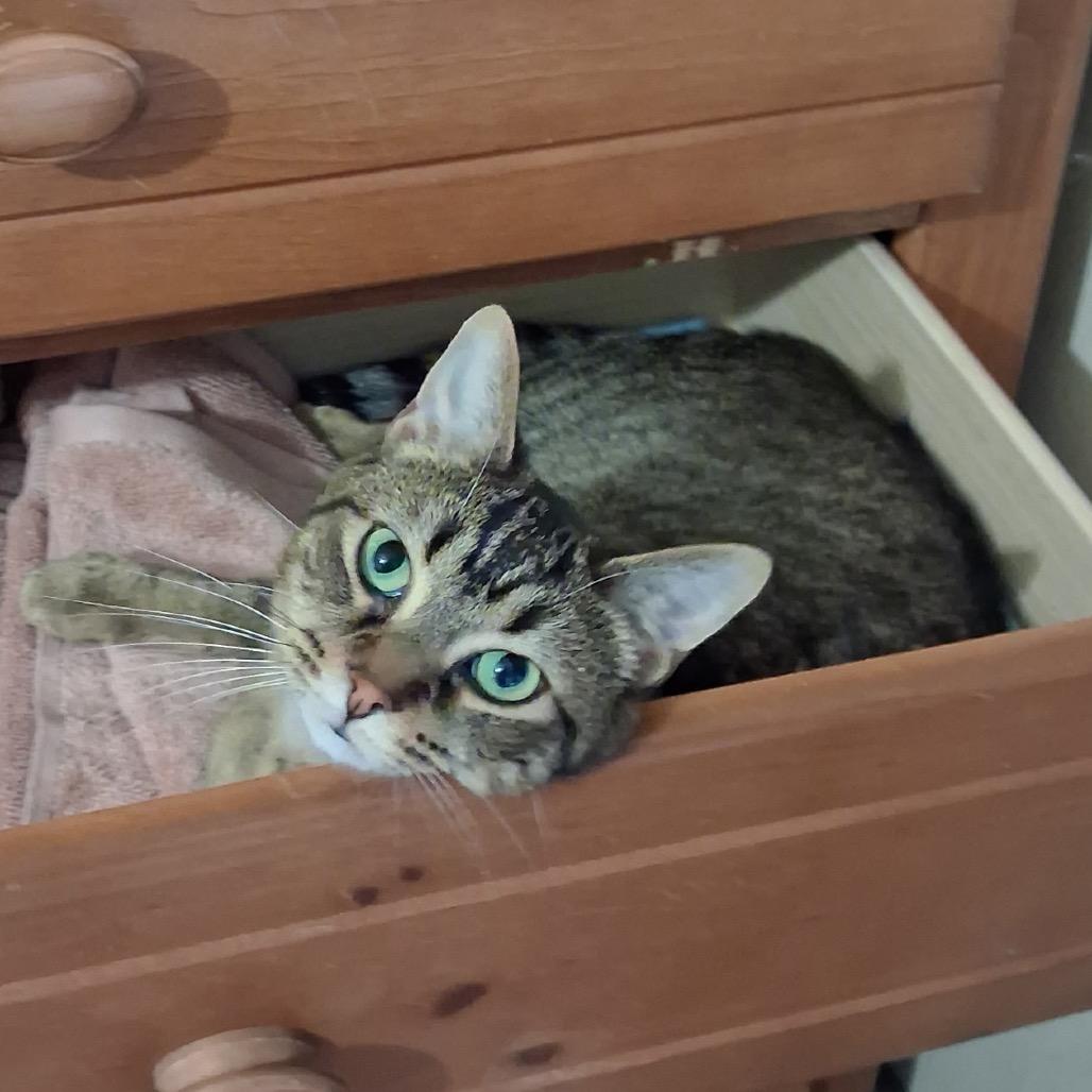 Enlarge Allie, a Adoptable Domestic Short Hair in Traverse City, MI image 1/4