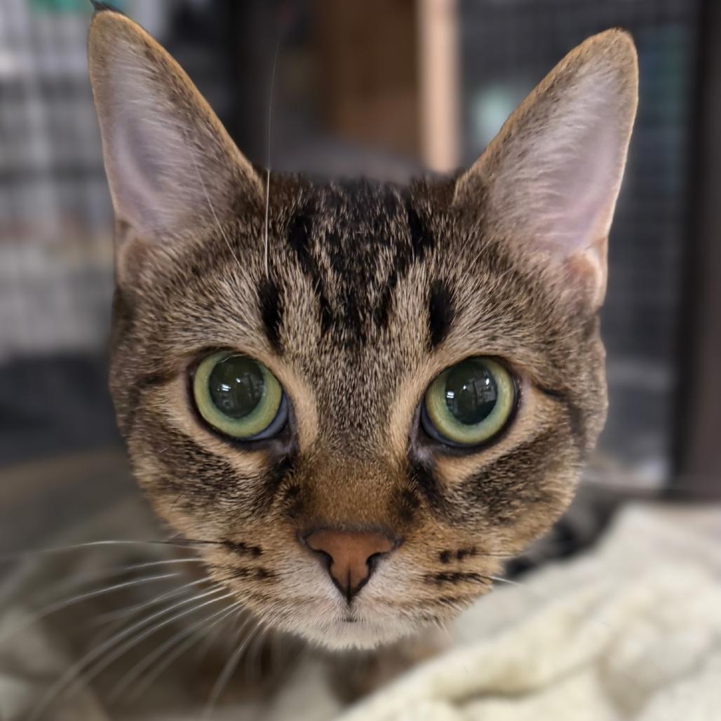 Enlarge Allie, a Adoptable Domestic Short Hair in Traverse City, MI image 2/4