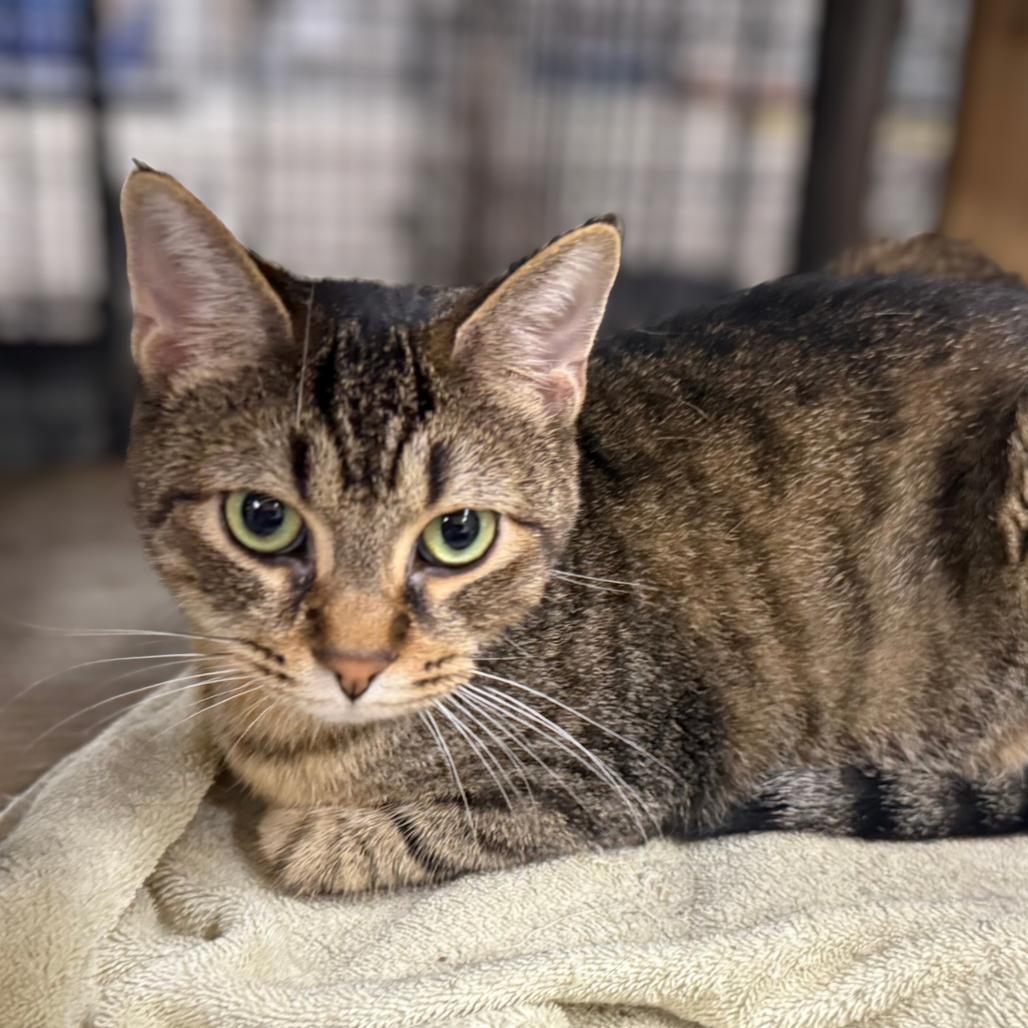 Enlarge Allie, a Adoptable Domestic Short Hair in Traverse City, MI image 3/4