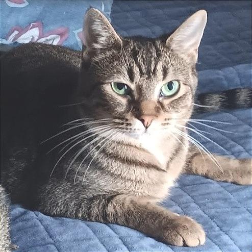 Enlarge Allie, a Adoptable Domestic Short Hair in Traverse City, MI image 4/4