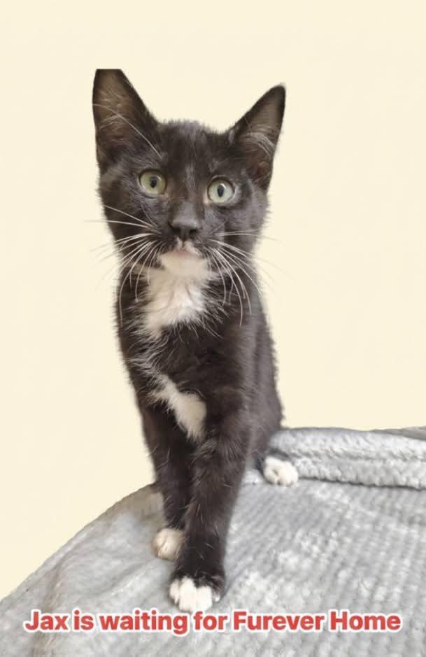 Jax, ADOPTABLE, Kitten Male Domestic Short Hair.