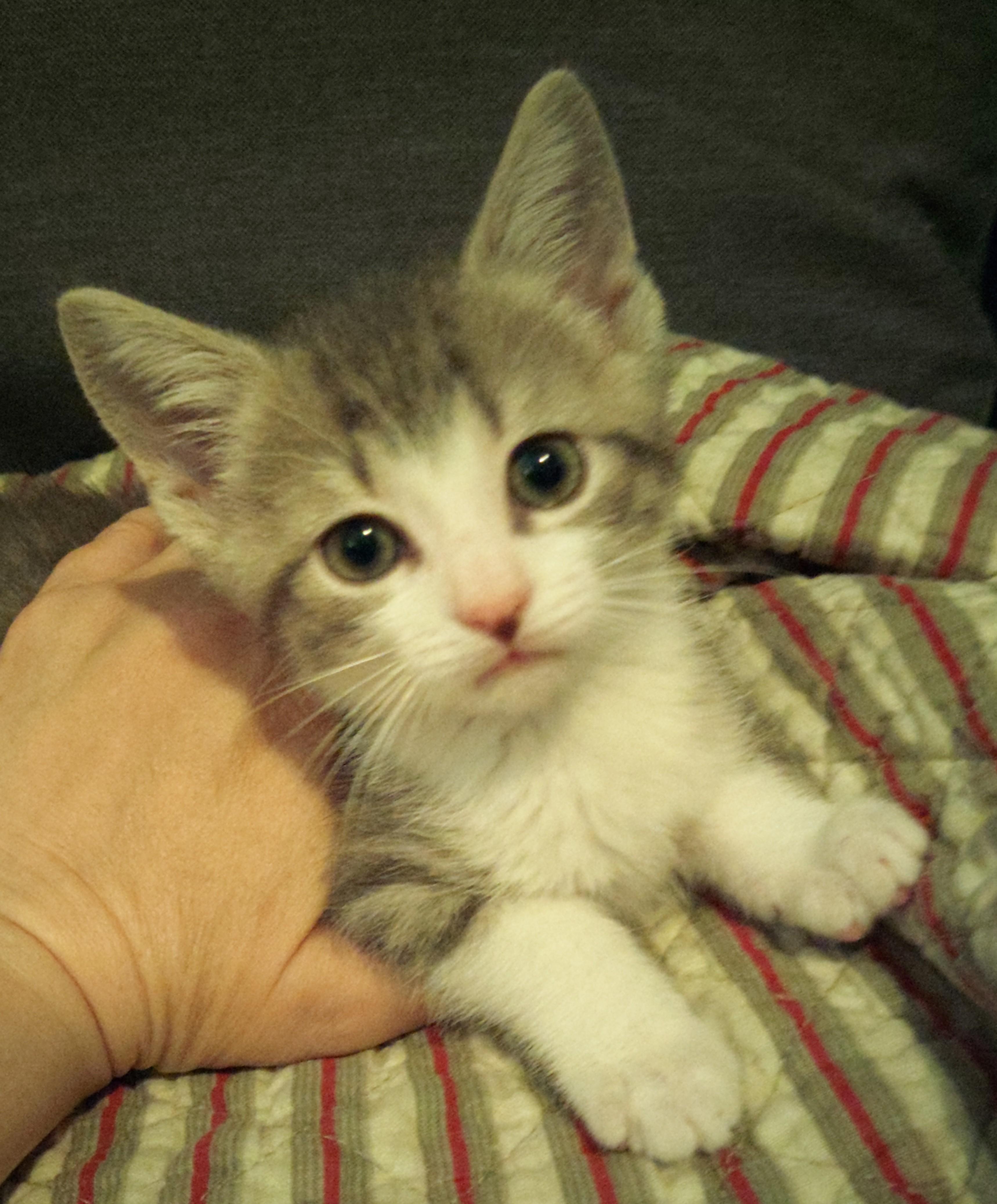 Heidi (Bucket2 Litter), Young Female unknown