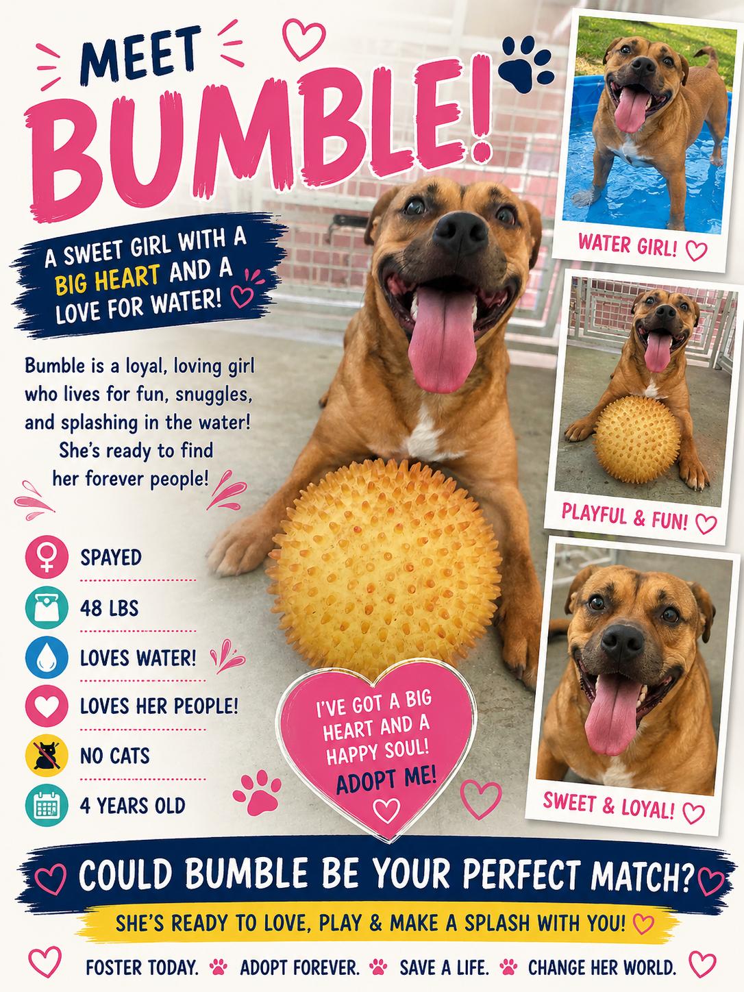 Bumble, ADOPTABLE, Adult Female Mixed Breed.