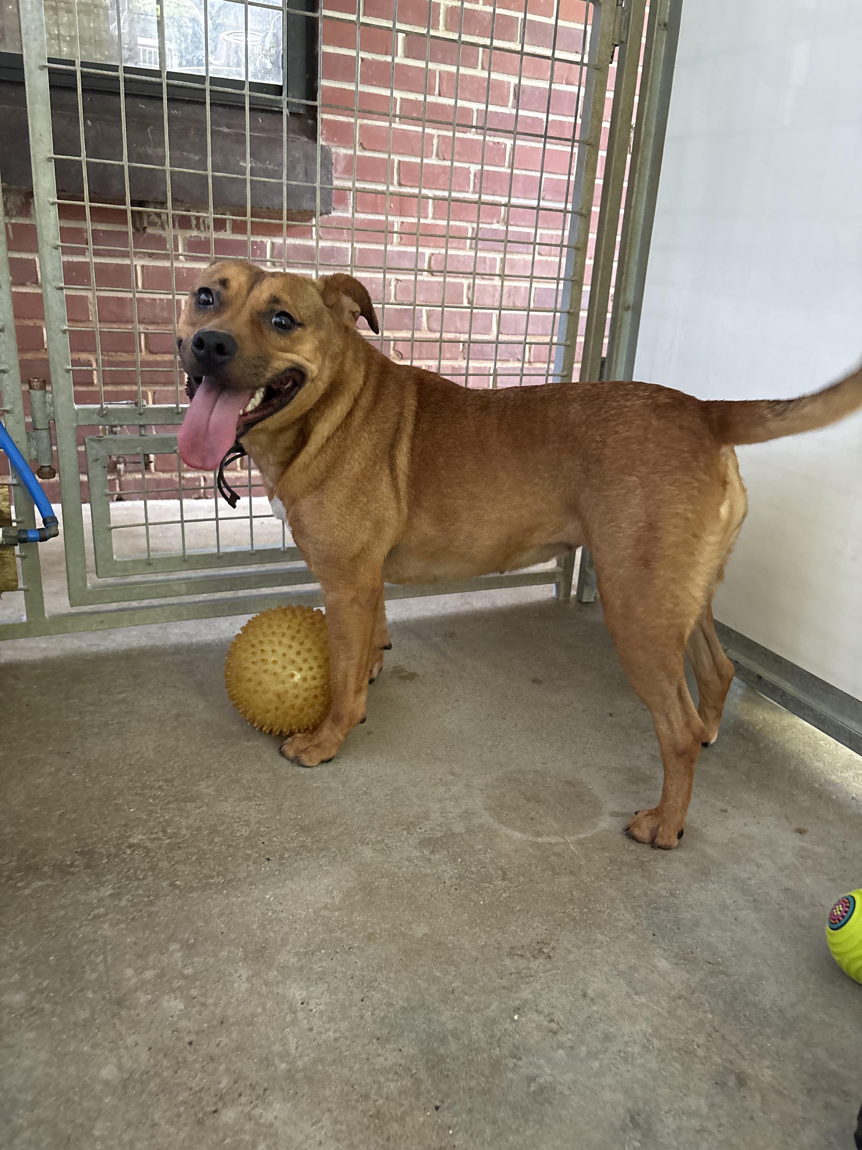 Enlarge Bumble, a Adoptable Mixed Breed in Cuthbert, GA image 2/5