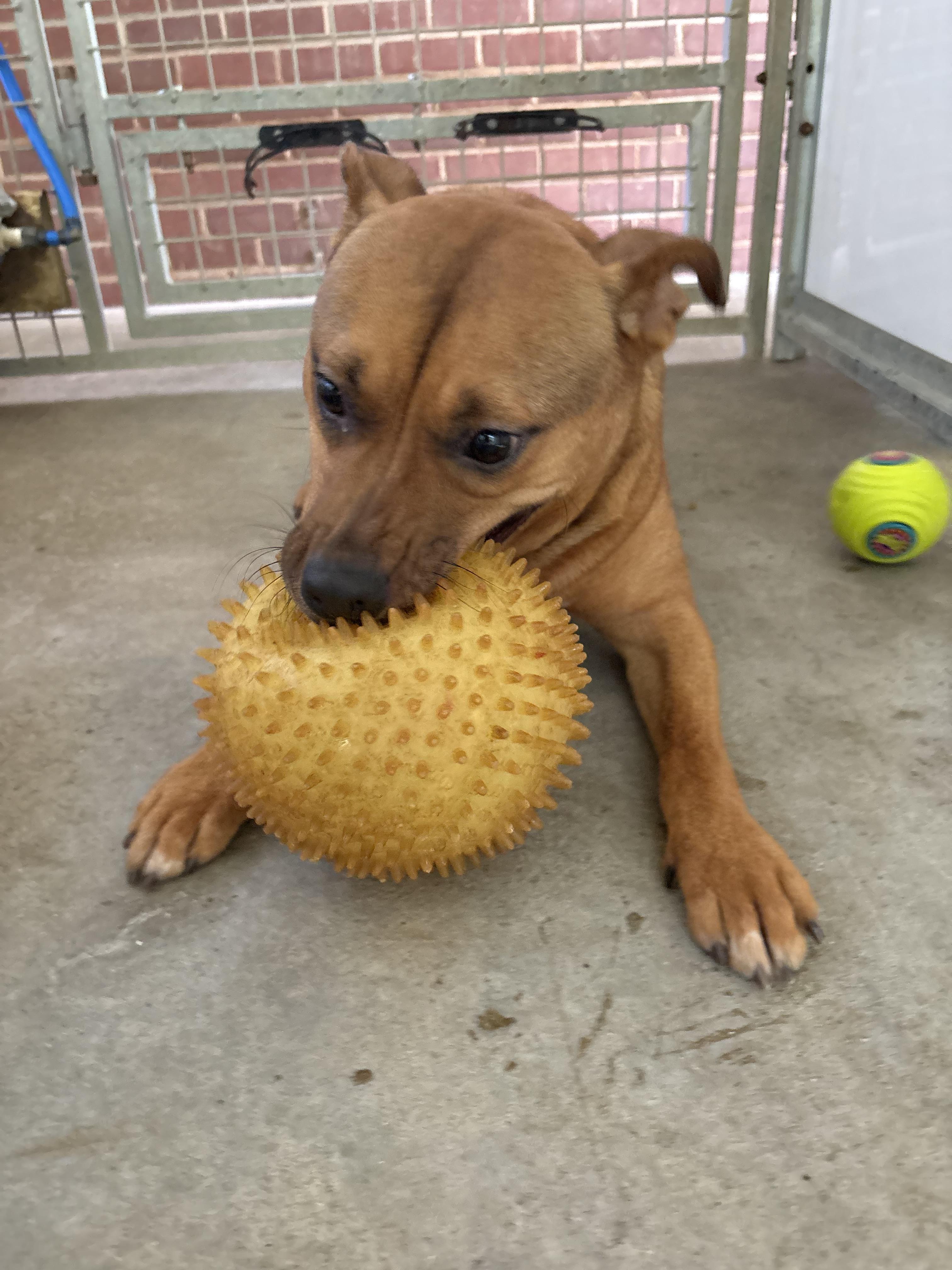 Enlarge Bumble, a Adoptable Mixed Breed in Cuthbert, GA image 5/5