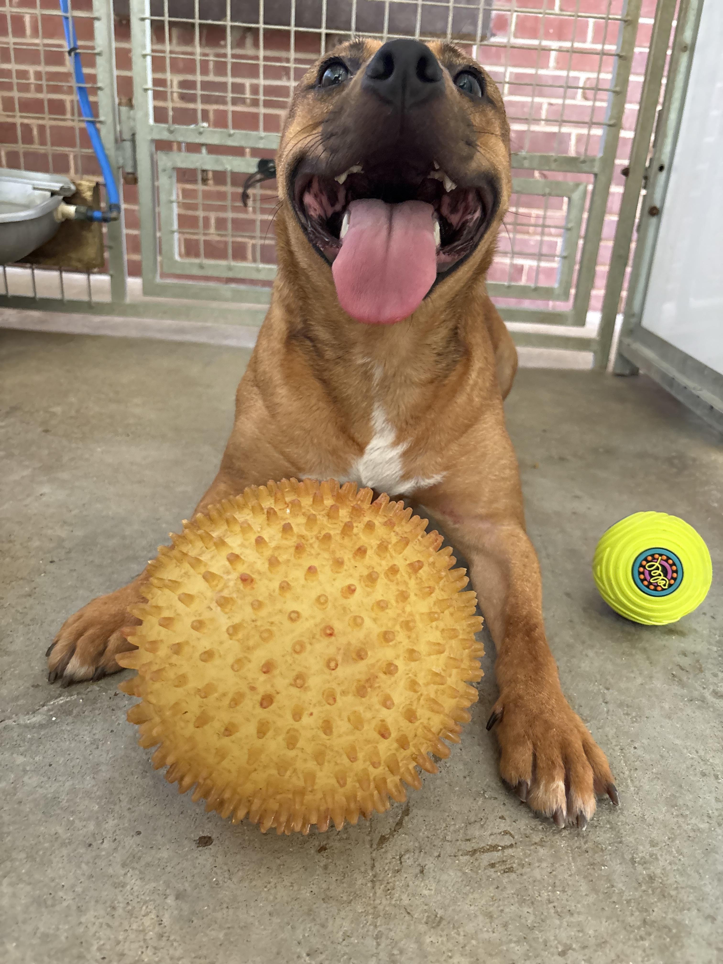 Enlarge Bumble, a Adoptable Mixed Breed in Cuthbert, GA image 4/5
