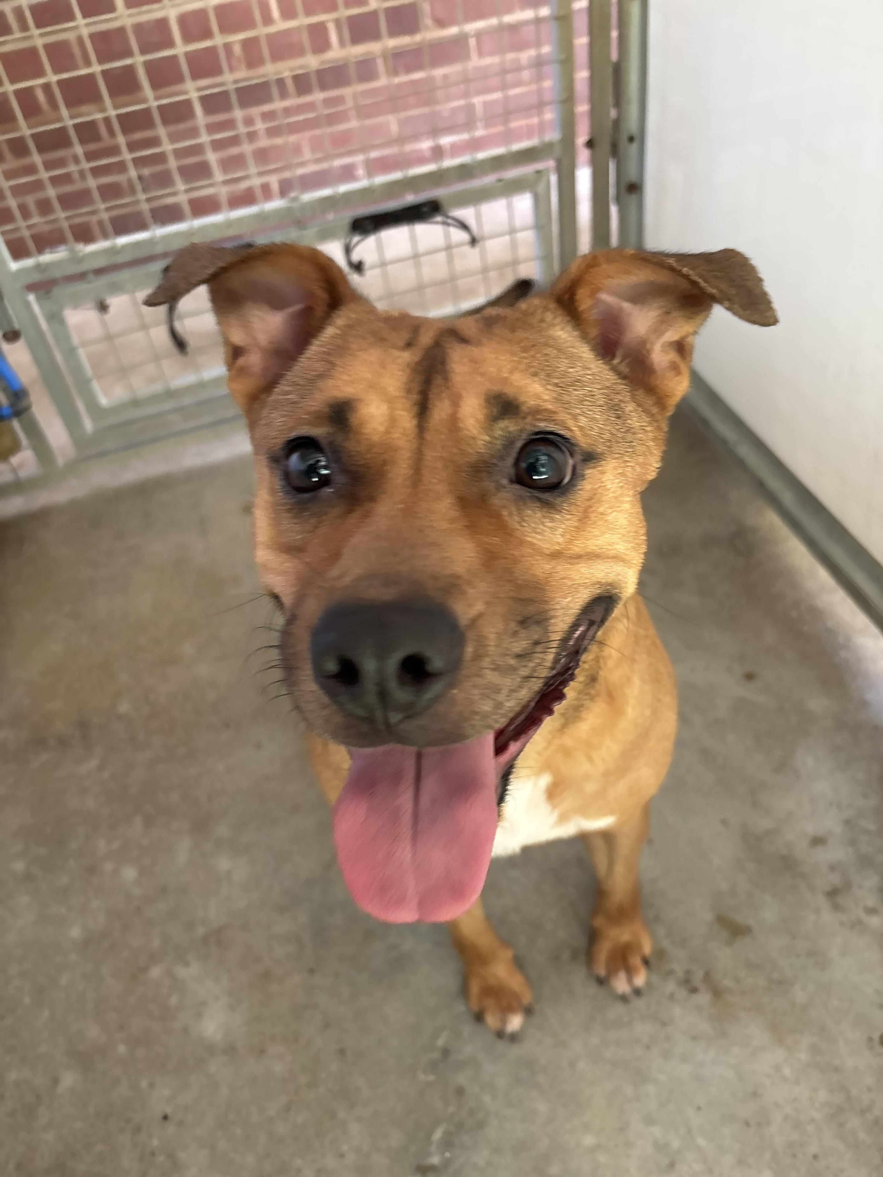 Enlarge Bumble, a Adoptable Mixed Breed in Cuthbert, GA image 3/5