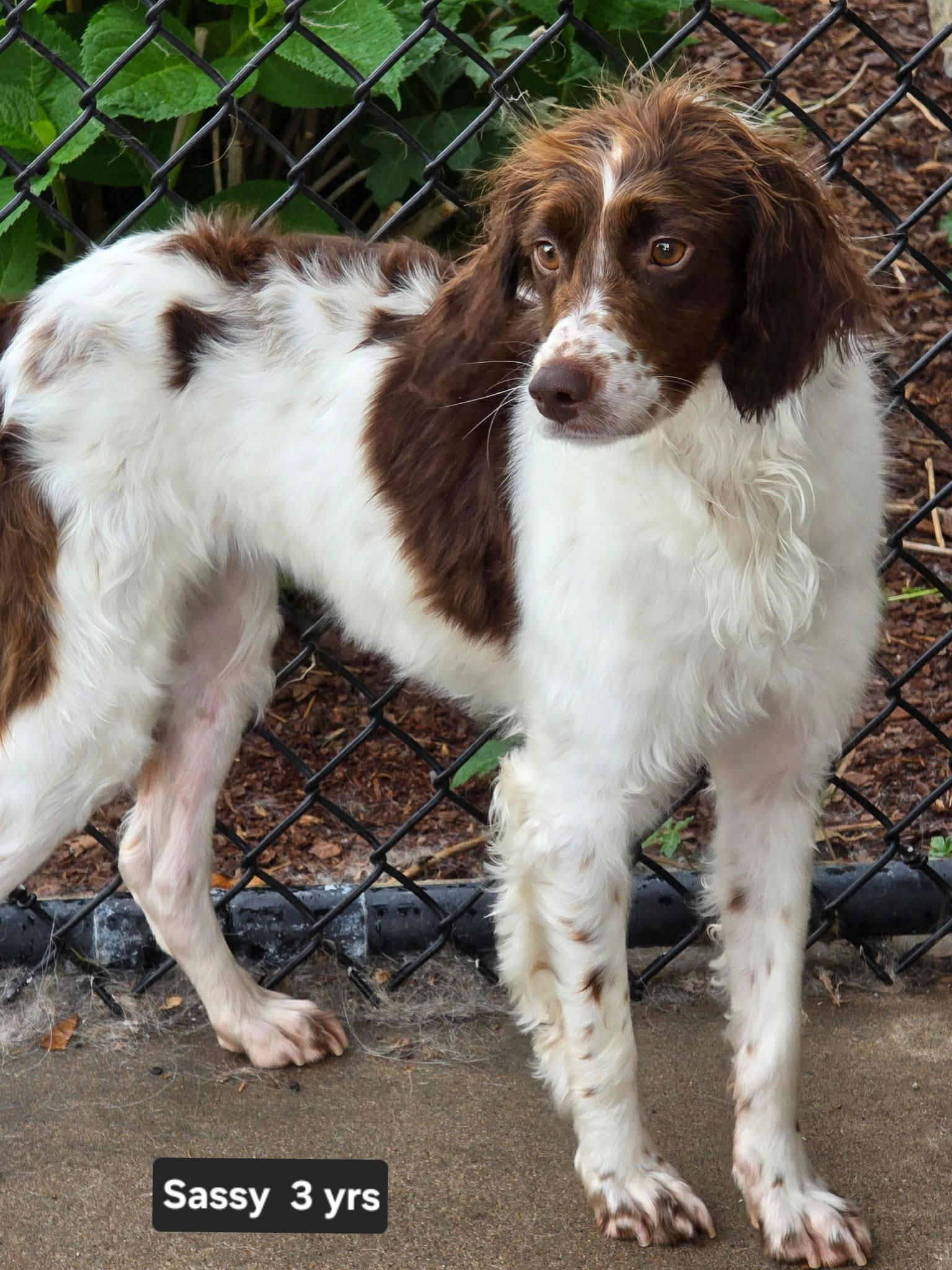 OK/Sassy Pants, Adopted, Adult Female Brittany Spaniel.