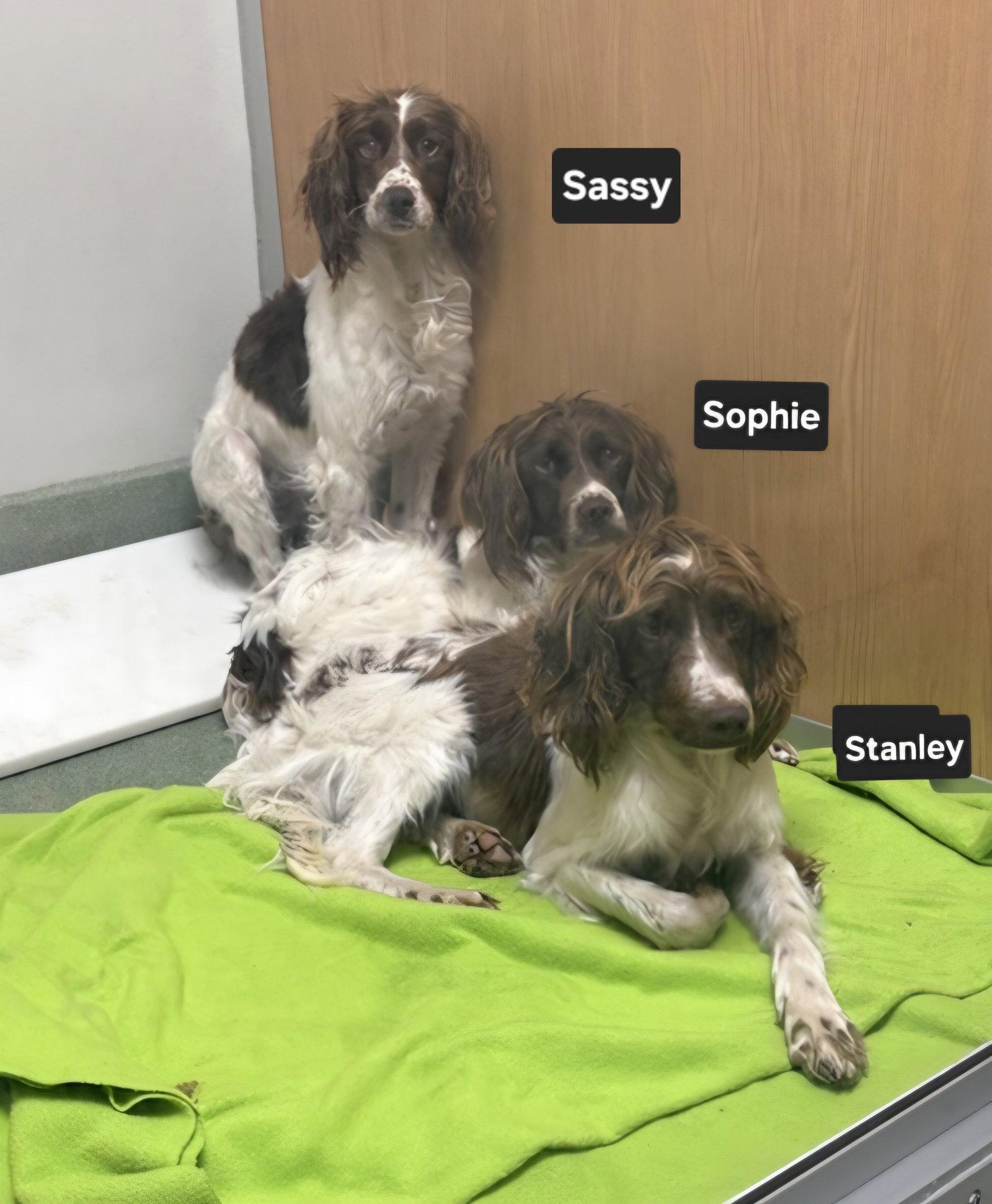 OK/Sassy Pants, a Adopted Brittany Spaniel in Baldwinsville, NY image 2/3