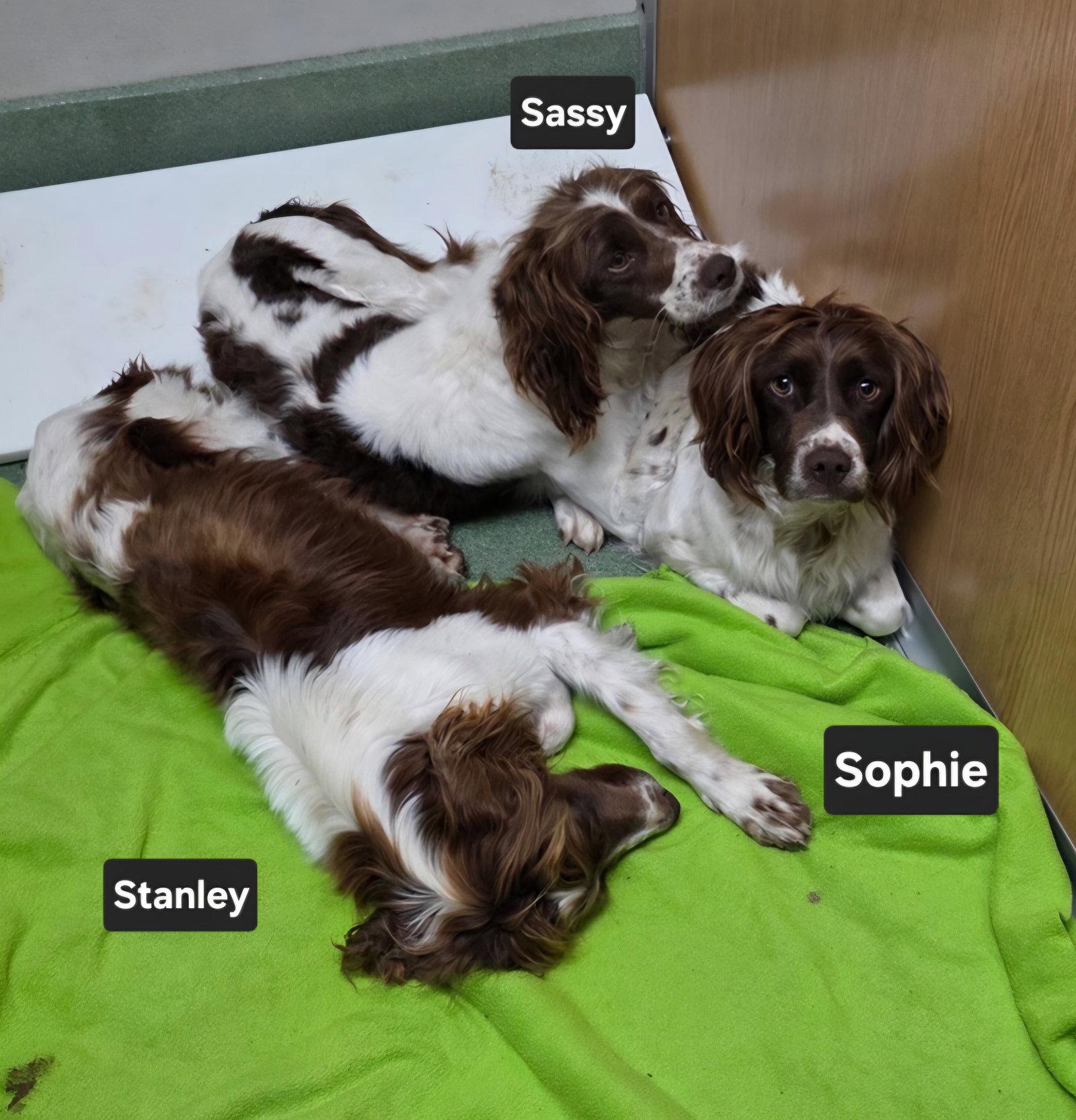OK/Sassy Pants, a Adopted Brittany Spaniel in Baldwinsville, NY image 3/3