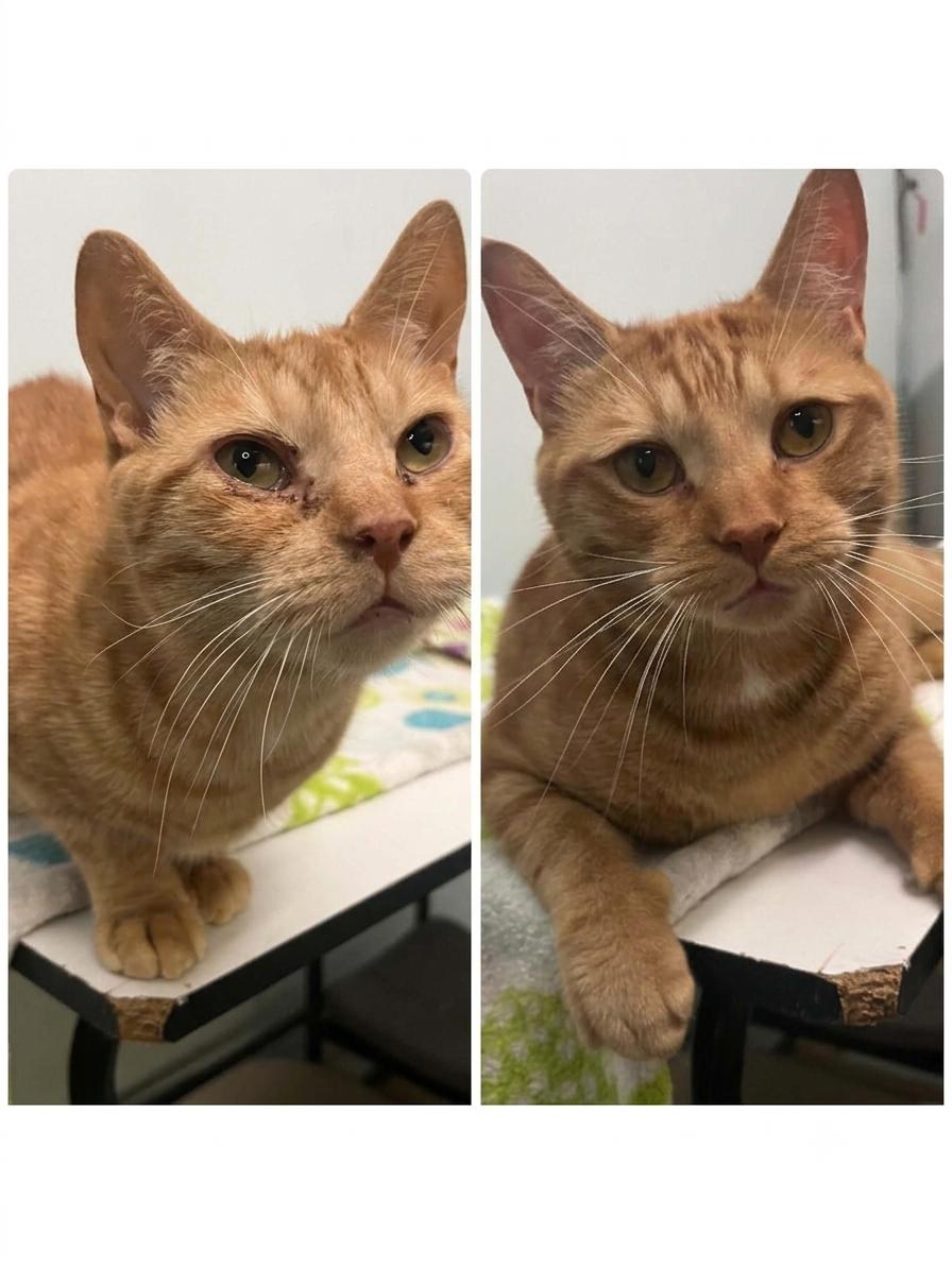 Félix & Wiwi, Adoptable, Adult Male Domestic Short Hair.