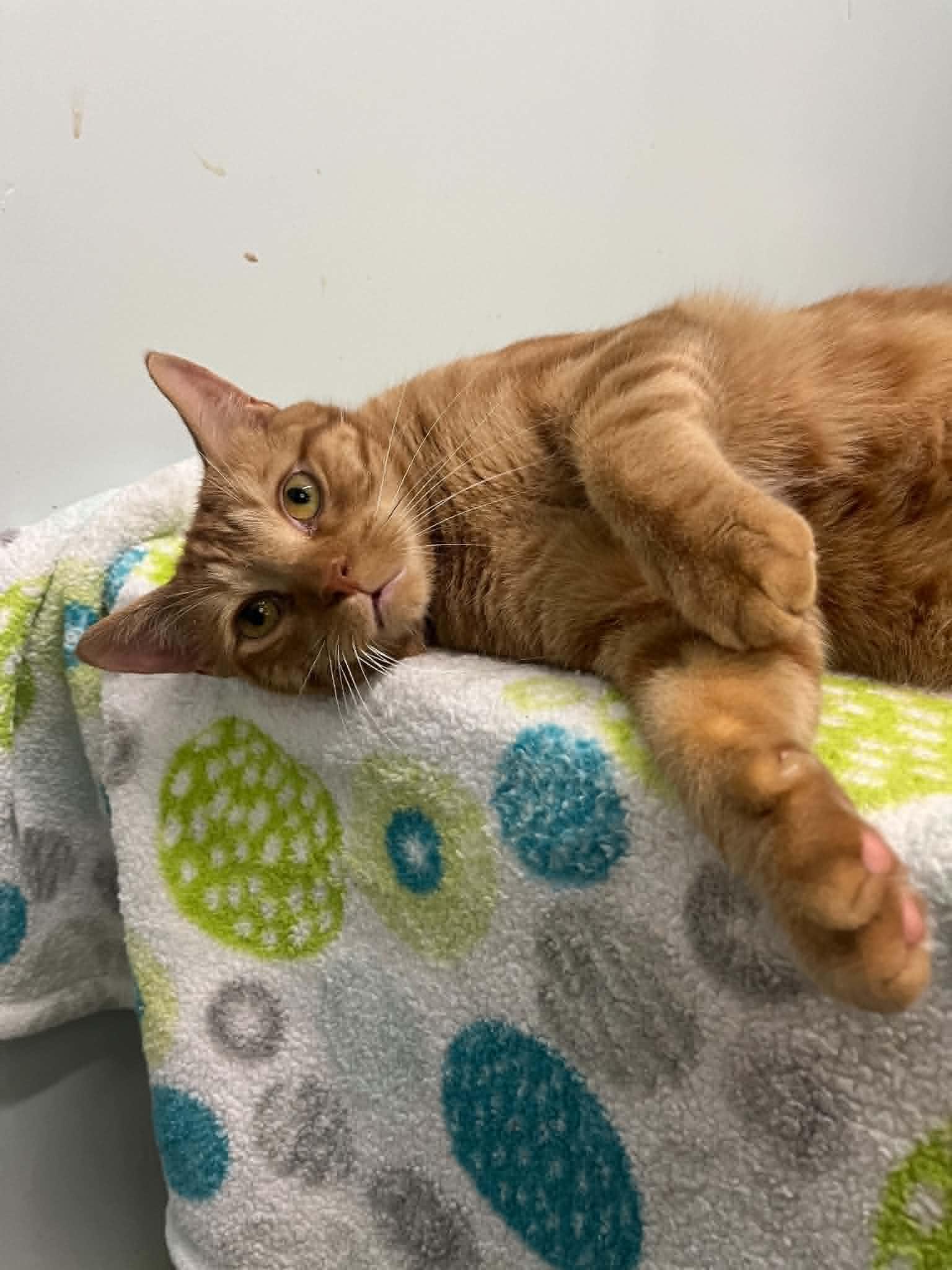 Enlarge Félix & Wiwi, a Adoptable Domestic Short Hair in Montreal, QC image 2/3