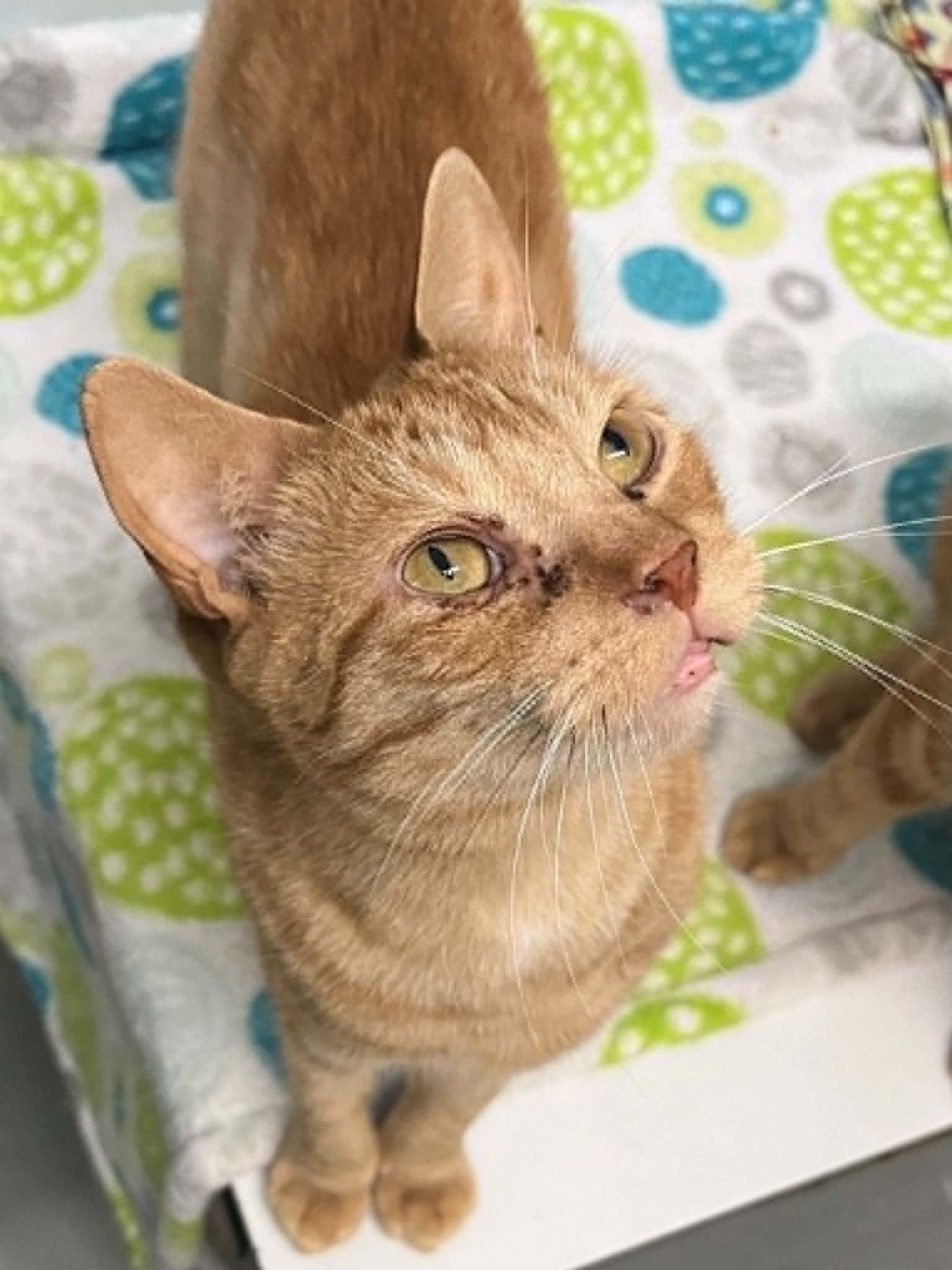 Enlarge Félix & Wiwi, a Adoptable Domestic Short Hair in Montreal, QC image 3/3