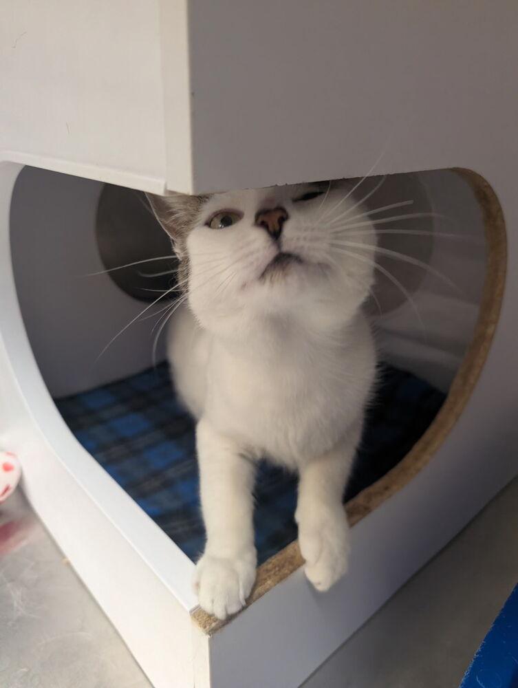 Duckee — thumbnail 2