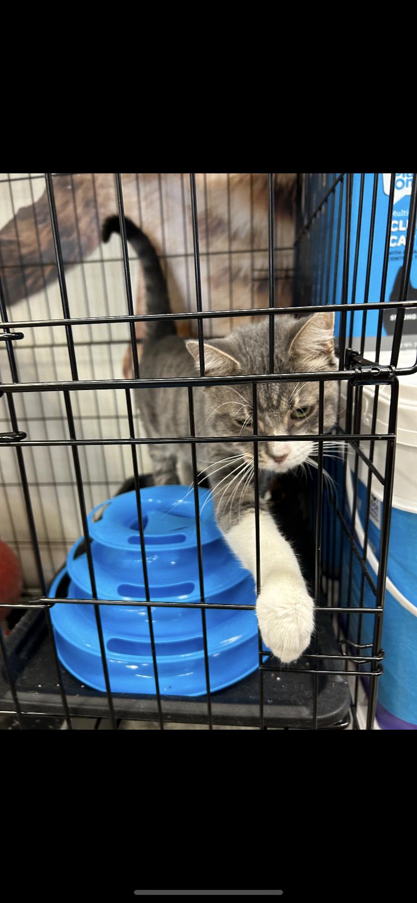 Enlarge Boo, a Adoptable Domestic Short Hair in Waveland, IN image 1/3