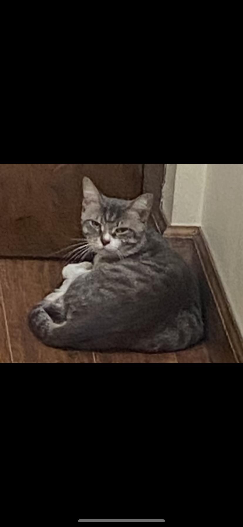 Enlarge Boo, a Adoptable Domestic Short Hair in Waveland, IN image 2/3