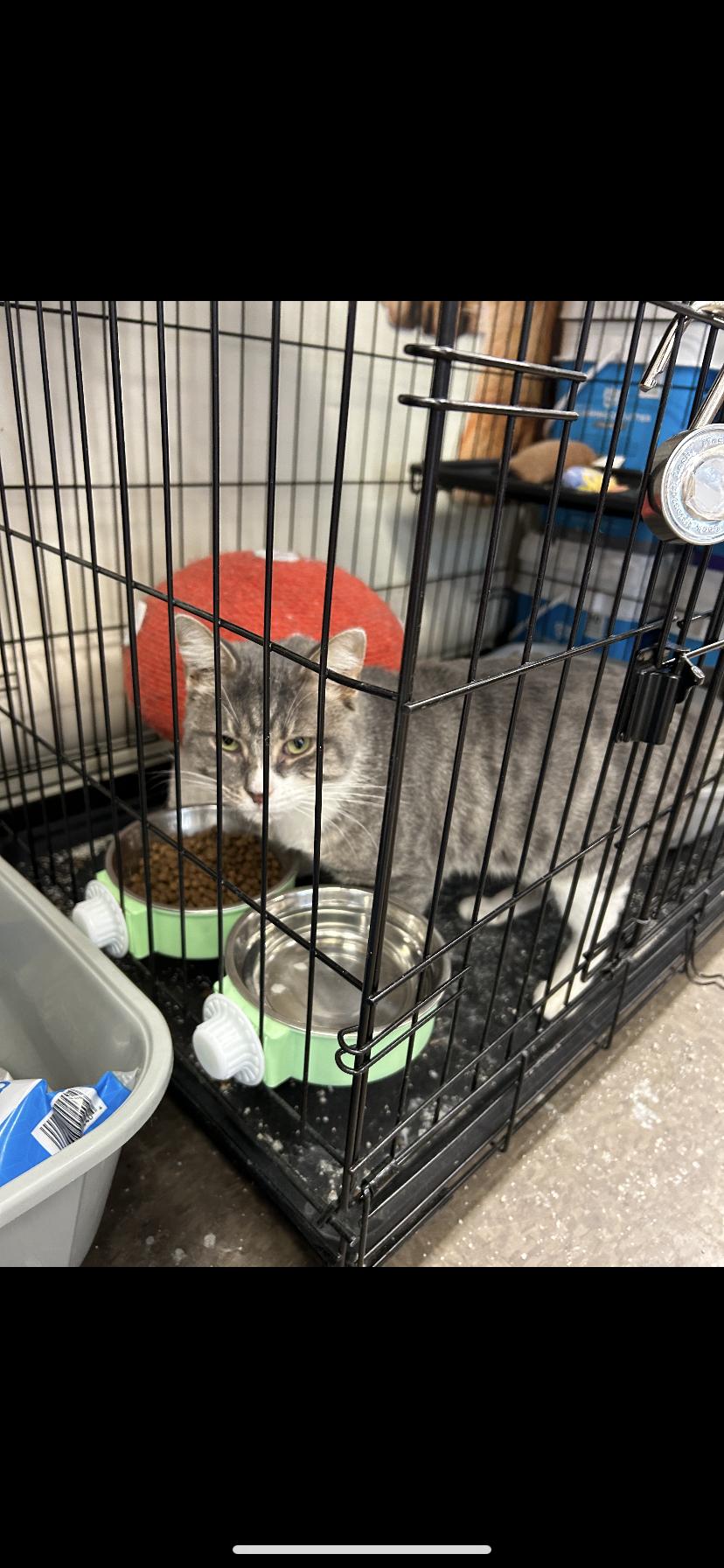 Enlarge Boo, a Adoptable Domestic Short Hair in Waveland, IN image 3/3