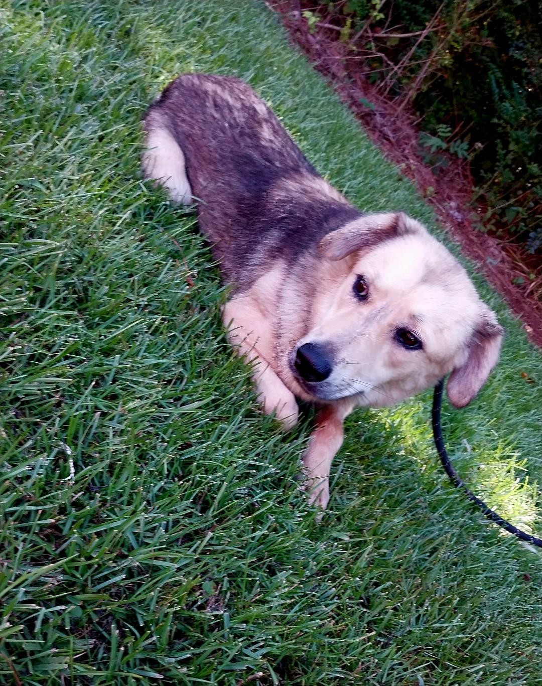 Enlarge Mayah, a Adoptable German Shepherd Dog in Sylacauga, AL image 1/1