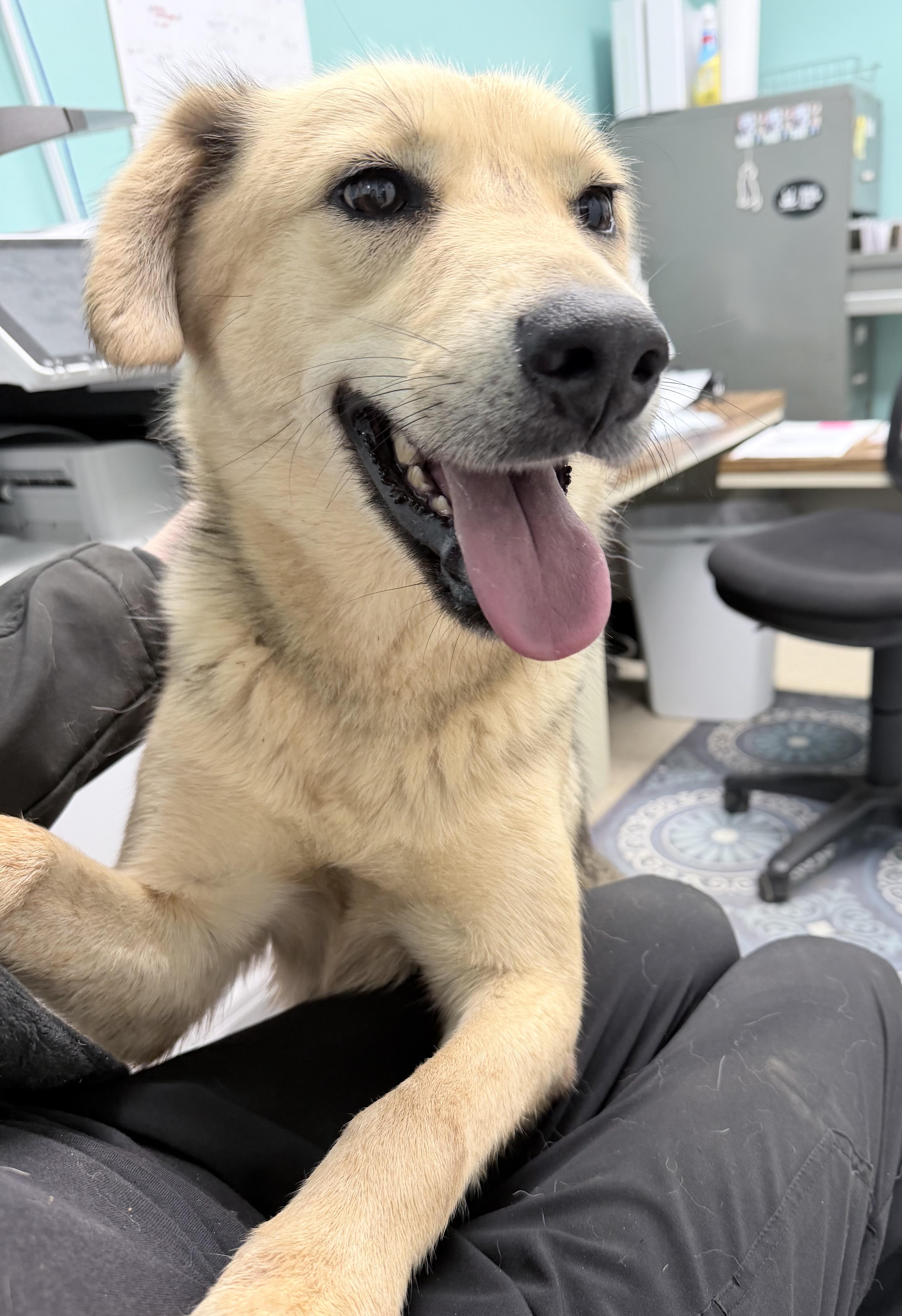 Enlarge Mayah, a Adoptable German Shepherd Dog in Sylacauga, AL image 1/2