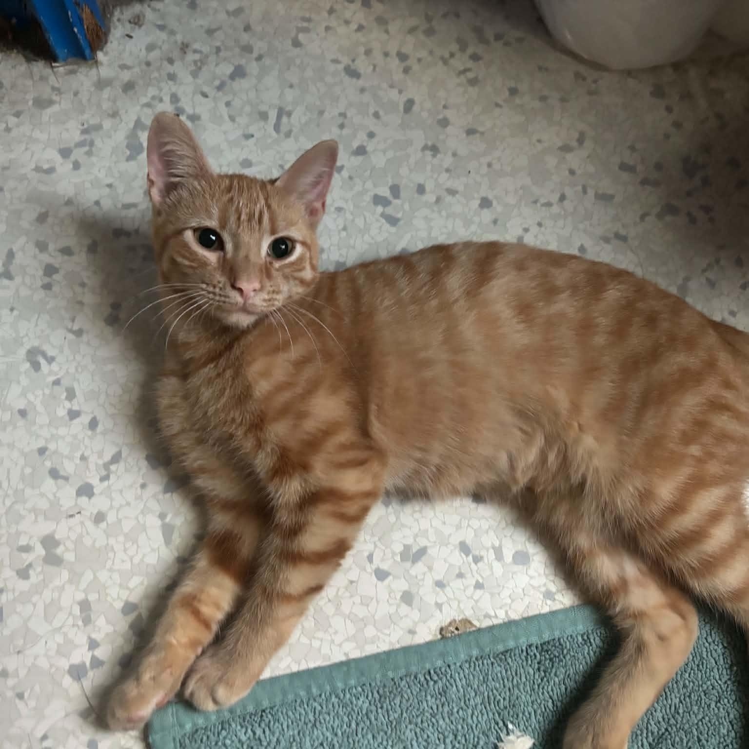 Dodo, Adoptable, Kitten Female Domestic Short Hair.