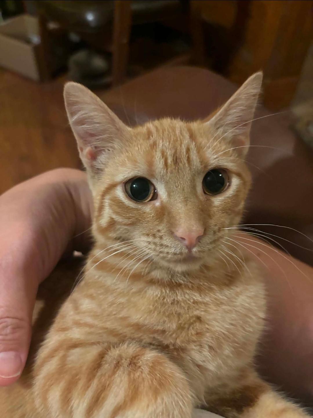 Enlarge Dodo, a Adoptable Domestic Short Hair in Lincoln, NE image 2/2