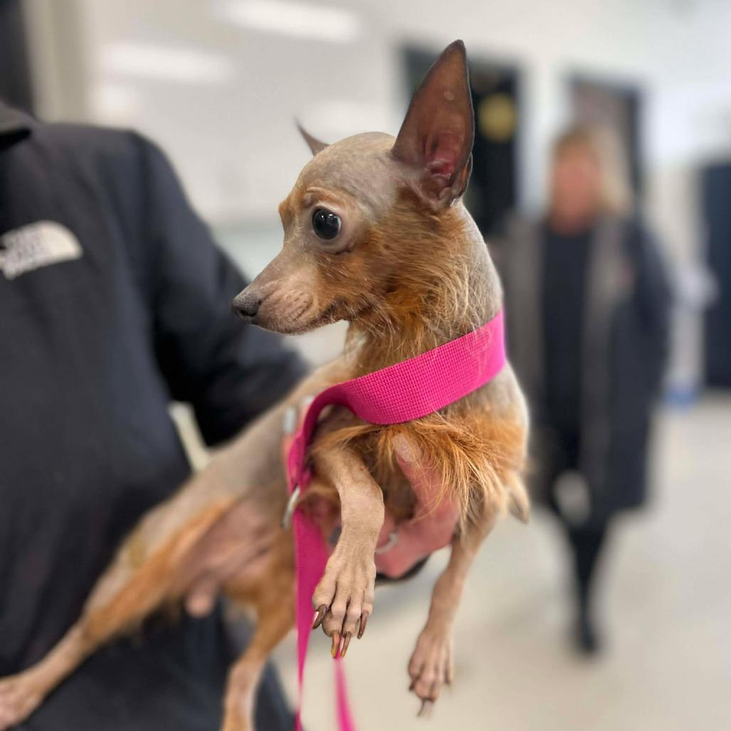 Blush, Adoptable, Adult Female Yorkshire Terrier.