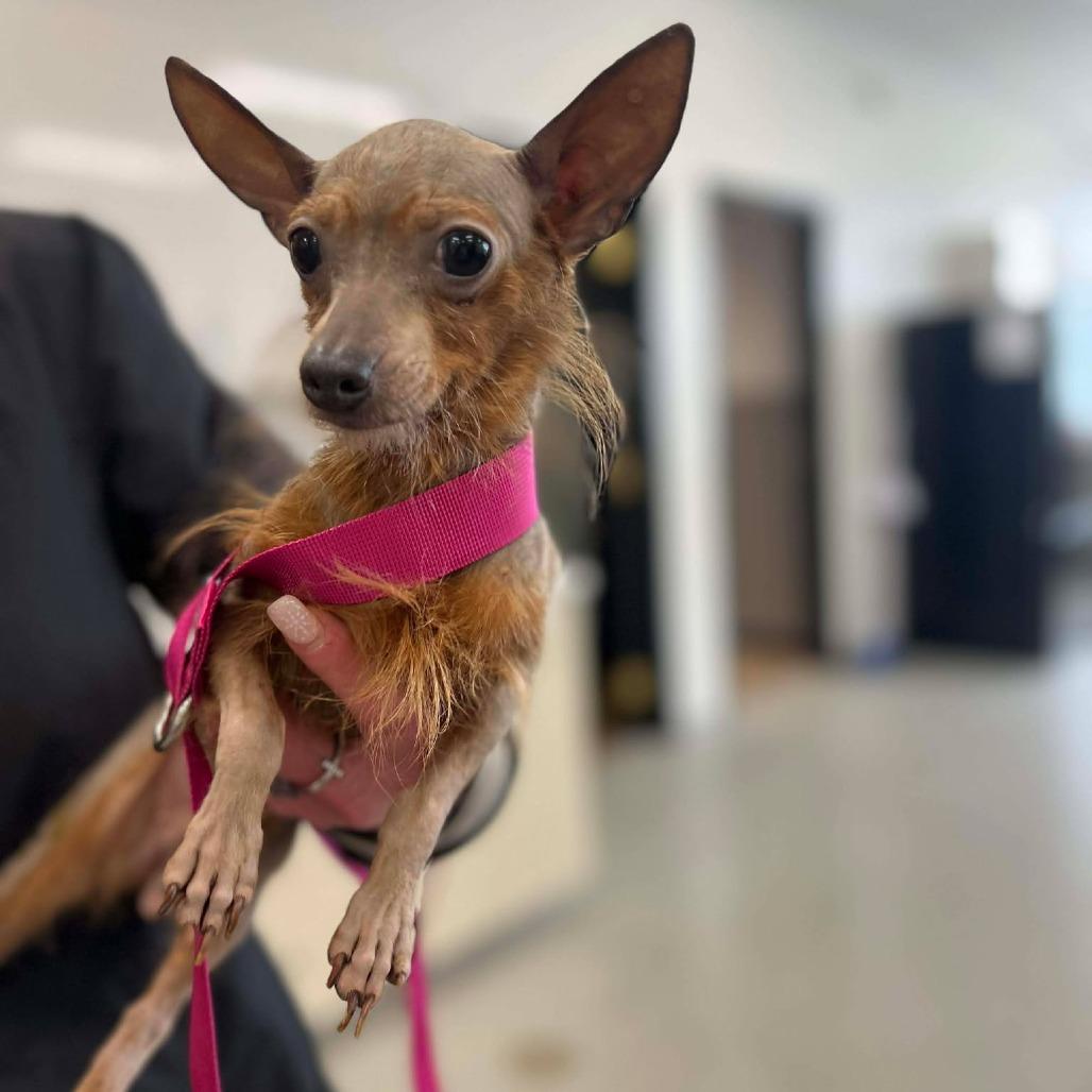 Blush, a Adoptable Yorkshire Terrier in St. Charles, IL image 2/6