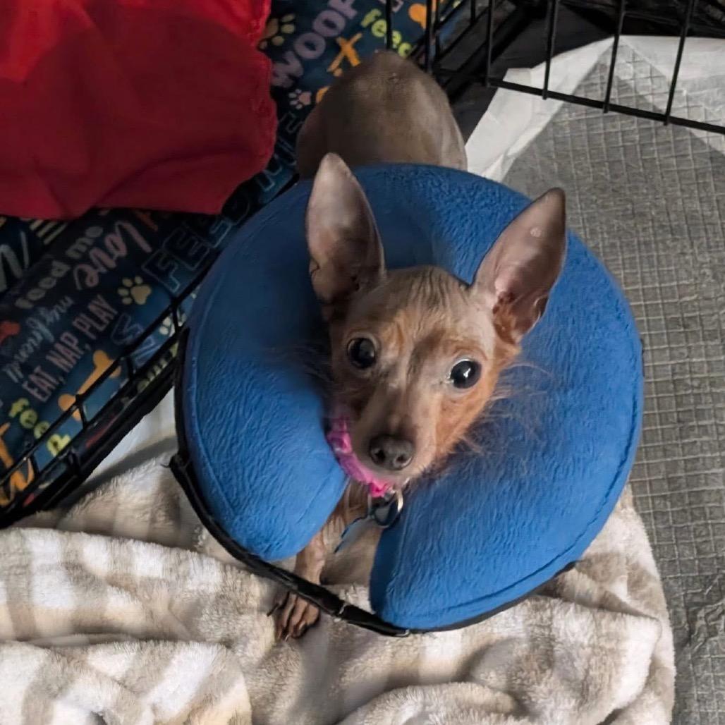 Blush, a Adoptable Yorkshire Terrier in St. Charles, IL image 3/6