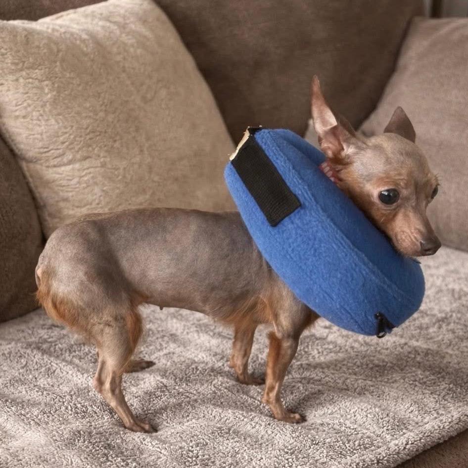 Blush, a Adoptable Yorkshire Terrier in St. Charles, IL image 4/6