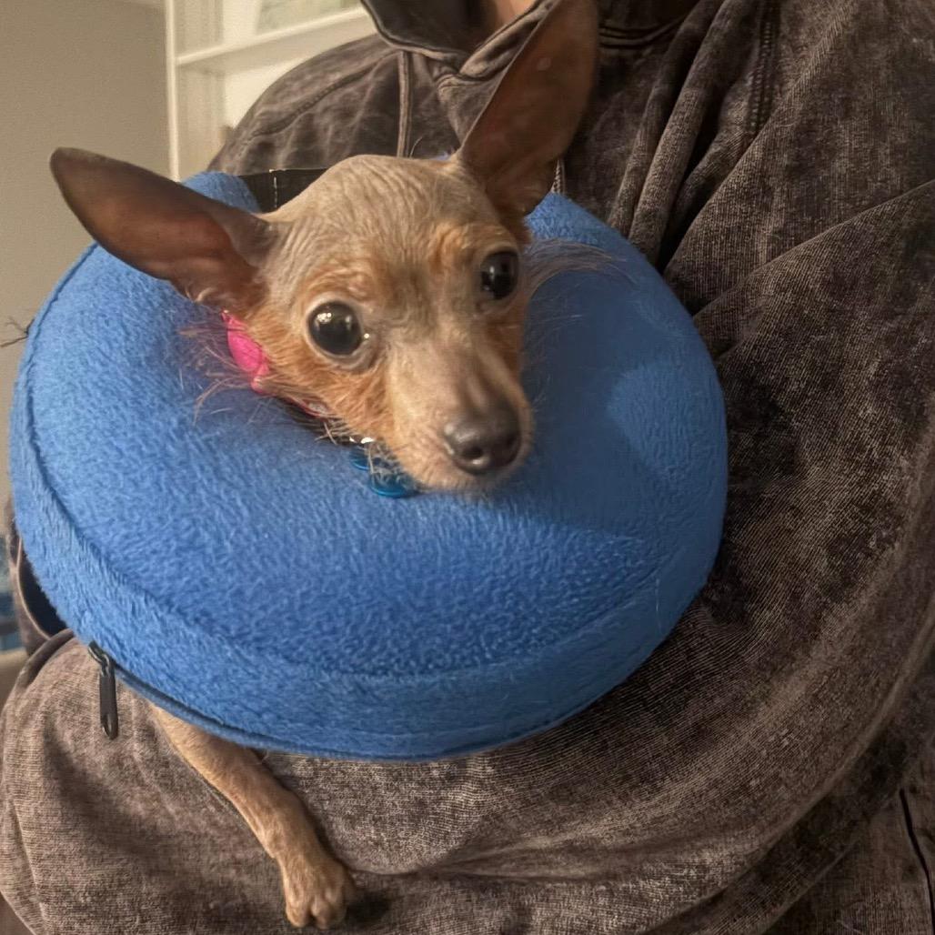 Blush, a Adoptable Yorkshire Terrier in St. Charles, IL image 5/6