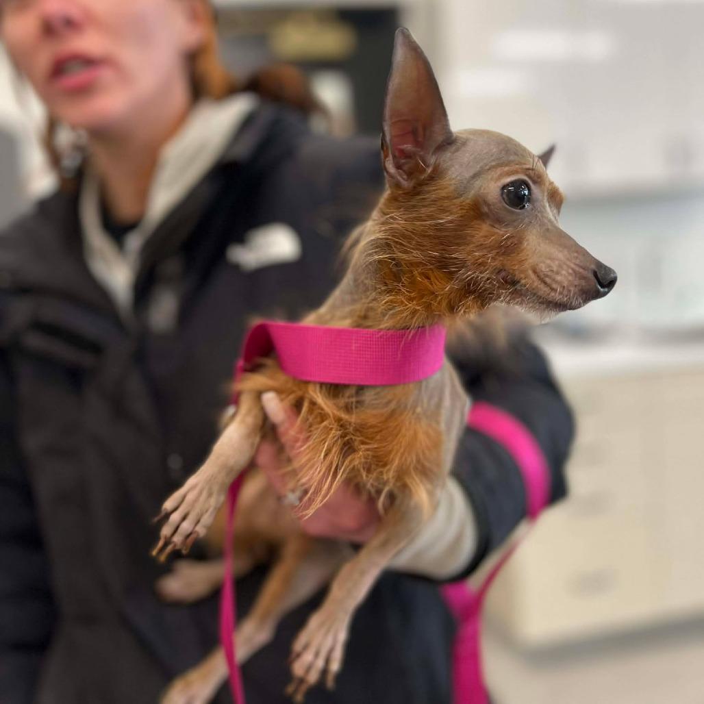 Blush, a Adoptable Yorkshire Terrier in St. Charles, IL image 6/6