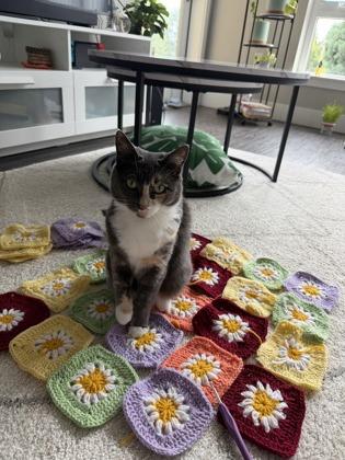 Enlarge Plum, a Adoptable mixed breed in Hillsboro, OR image 1/3