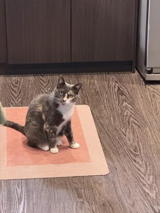 Enlarge Plum, a Adoptable mixed breed in Hillsboro, OR image 2/3