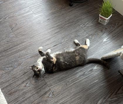 Enlarge Plum, a Adoptable mixed breed in Hillsboro, OR image 3/3