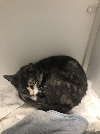 Enlarge Plum, a Adoptable mixed breed in Hillsboro, OR image 1/1